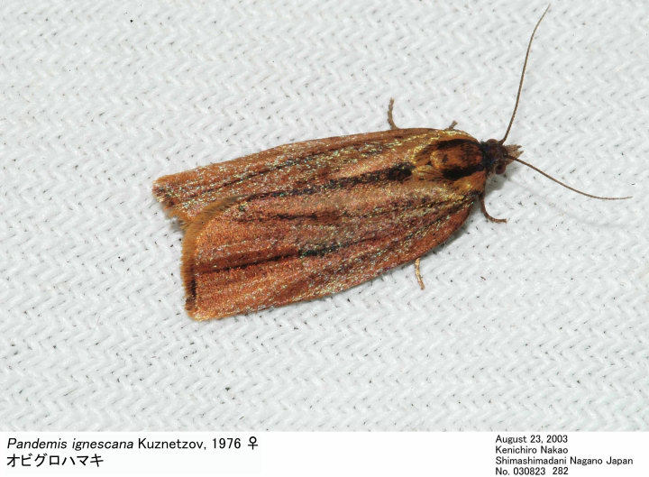 Pandemis_ignescana_030823282.jpg